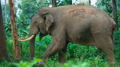 Kerala: l'anima dell'India